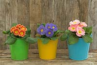 Springtime still life with polyanthus in colurful buckets in rustic garden setting