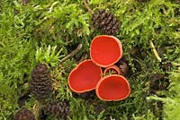 Sarcoscypha coccinea - Scarlet Elf Cup, fruiting bodies on moss covered decaying wood