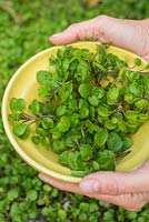 Holding a bowl of harvested Watercress 'Aqua'