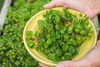 Holding a bowl of harvested watercress ‘Aqua'. 