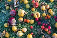 Malus evita, malus x atrosanguinea and other mixed crabapples on frozen lawn in November
