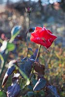 Rosa 'amsterdam' with frost, November
