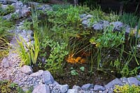 Illuminated pond with Typha minima - Dwarf Cattails, Pontederia cordata - Pickerel Weed, Nymphaea - Water Lilies and Carassius auratus - Gold fish in backyard garden in summer at dusk