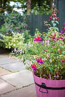 Pink Fuchsia Barrel. Plants featured are Fuchsia 'Brutus', 'Lady Boothby', 'Pink Fantasia', 'Flashlight' and 'Hawkshead'. 