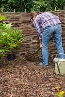 Preparing a hole for planting Fatsia japonica