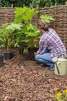 Planting Fatsia japonica