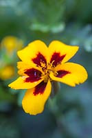 Tagetes patula 'Naughty Marietta'. 