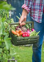 Woman carrying trug of harvested carrots, radishes, beetroot, runner beans and spring onions