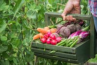 Woman carrying trug of harvested Carrots, Radishes, Beetroot, Runner beans and Spring Onions