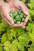 Handful of harvested Melothria scabra 'Cucamelon'