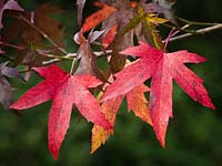 Liquidambar styraciflua 'Worplesdon' - October