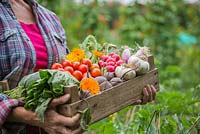 Woman holding a wooden crate of produce from an allotment. Tomatoes, Radishes, Beetroot, Garlic, Spring Onions, Calendula, Lettuce and Courgette