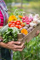 Woman holding a wooden crate of produce from an allotment. Tomatoes, Radishes, Beetroot, Garlic, Spring Onions, Calendula, Lettuce and Courgette