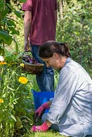 Woman weeding an allotment bed, a man leaving in the background with a trug of produce