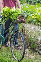 Man leaving the allotment with his produce in bicycle basket. Beetroot, spring onions and celery