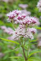 Eupatorium cannabinum