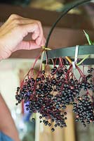 Hanging Sambucus nigra - Elderberry on a rack to dry