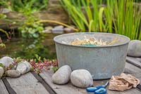 Barley Straw pond cleaner. Materials needed are Barley Straw, a large stone, scissors and a pair of old tights