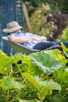 Man asleep in a wheelbarrow within an allotment plot, focus on foliage of pumpkin plants