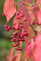 Euonymus planipes - chinese spindle tree. September, Autumn 2014.