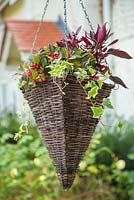 Winter hanging basket. Plants include Salvia officinalis 'Tricolor', Gaultheria procumbens 'Red Baron' Winter Pearls series, Variegated Ivy and Iresine. 