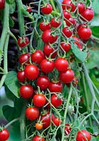 Cherry Tomatoes 100s and 1000s