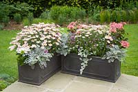 Finished troughs flowering on the patio in summer. Senecio cineraria, Nemesia Bluebird, Pelargonium and Helichrysum petiolare and Argyranthemum frutescens - Marguerite Daisy