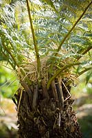 Straw protecting tree fern crowns from frost over winter. Dicksonia antarctica
