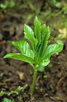 Aegopodium podagraria - New shoots of ground elder at young seedling stage. 