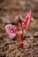 Fallopia japonica - Japanese knotweed at young seedling stage. 