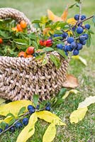 Woven basket of foraged Prunus spinosa - Sloe berries and Rosa - Rose hips