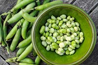 Freshly shelled broad beans in small bowl ready for the kitchen, UK, August 