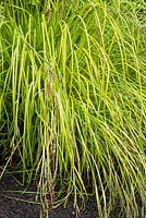 Carex elata 'Bowles Golden' 