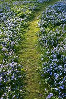 Chionodoxa forbesii - Snow Glory and Gagea lutea, path leading through a carpet of blue spring flowers