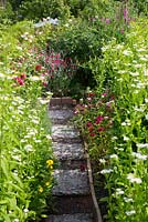 Stepping stones leading through garden bordered with terracotta tiles, summer flowers, Lychnis coronaria, dianthus barbatus and erigeron annuus