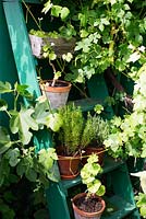 Wooden steps with herbs, pelargonium, rosemary, thyme in terracotta pots with grapevine and figtree