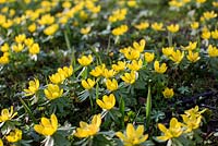 Eranthis hyemalis - Winter Aconites, a carpet of yellow spring flowers