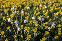 Eranthis hyemalis - Winter Aconites with Leucojum vernum - Snowflake, a carpet of yellow spring flowers