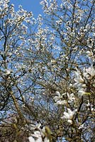 Magnolia x loebneri - kobus x stellata