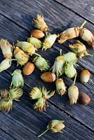 Hazelnuts on a wooden table 