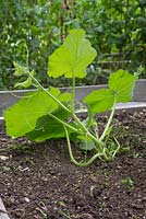 Growth development of Pumpkin Hundred Weight. 