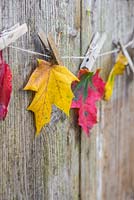 Variety of autumnal leaves hung on to string by pegs, against a wooden backdrop.