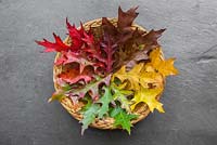 Autumnal Quercus rubra leaves arranged in a wicker bowl. 