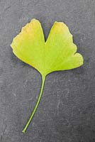 Autumnal leaves. Autumnal Ginkgo biloba leaf against slate. 