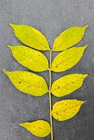 Autumnal Fraxinus leaves against slate.