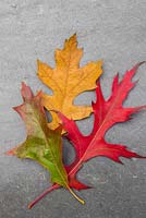 Autumnal Quercus rubra leaves against slate