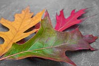 Autumnal Quercus rubra leaves against slate. 