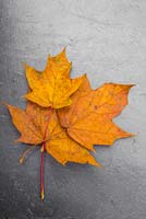 Autumnal Acer platanoides leaves against slate.