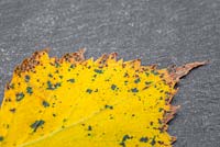 Autumnal Betula leaf against slate. 