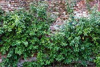 Prunus dosmestica - Damson espalier against old wall